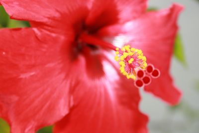 Close-up of red flowers