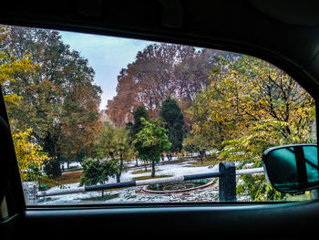 Trees seen through car window