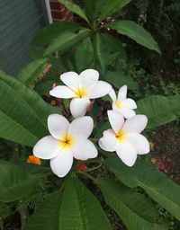 Close-up of white frangipani blooming outdoors