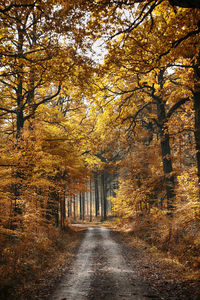 Footpath amidst trees in forest during autumn