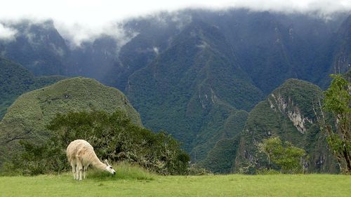 Sheep grazing on field against sky