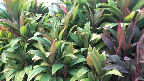 Full frame shot of flowering plants