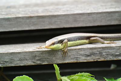 Close-up of lizard on wood