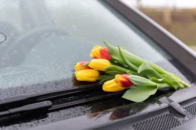 Red yellow tulips in rain on windshield of car as a gift and declaration of love