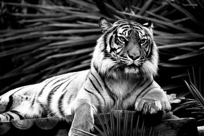 View of a tiger