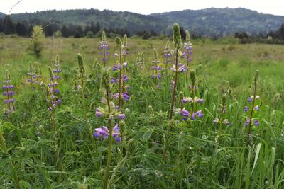 Purple flowering plants on field