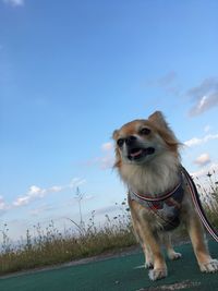 Dog on grass against sky