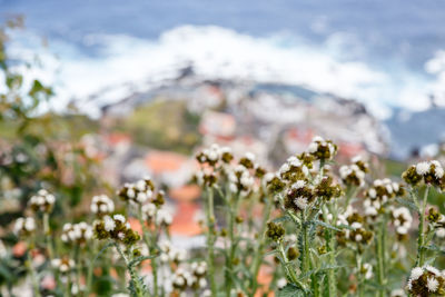 Close-up of flowering plants on field