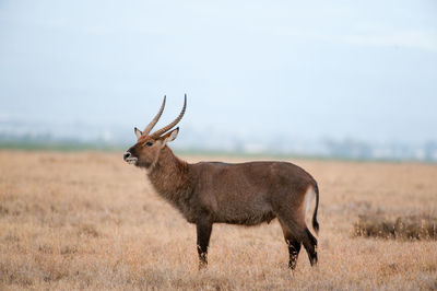 Deer standing on field