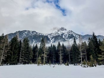 Panoramic view of trees on snow covered landscape against sky