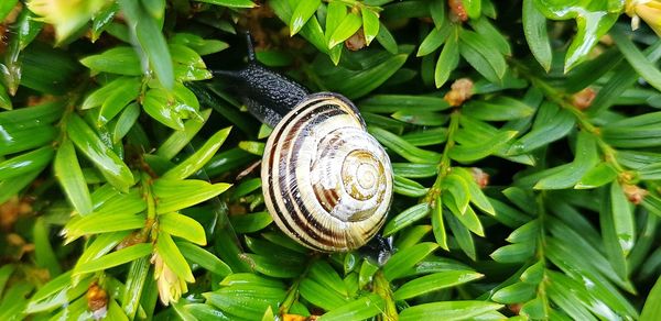 Close-up of snail on plant