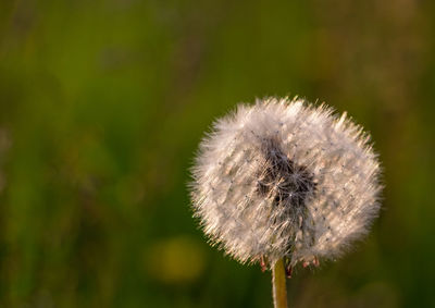 Close-up of flower against blurred background