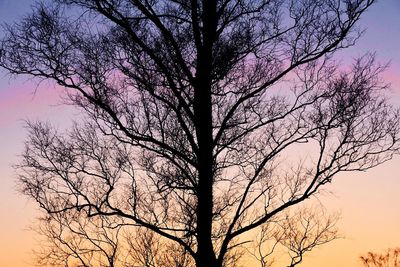 Low angle view of bare tree against sky