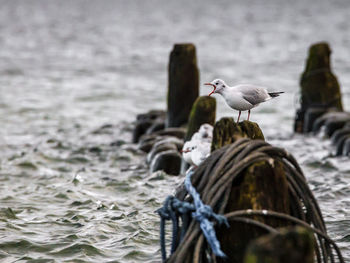 Seagull shouting on wooden post in sea