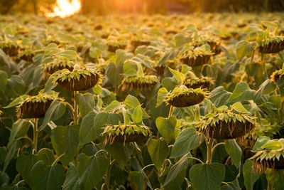 Close-up of fresh green plants