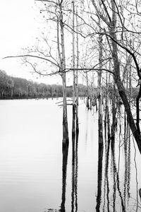 Bare trees by lake