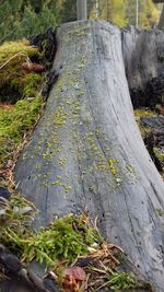 Close-up of moss growing on tree trunk