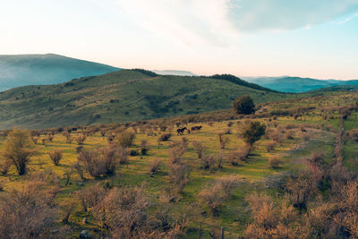 Scenic view of field against sky