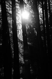 Low angle view of trees in forest