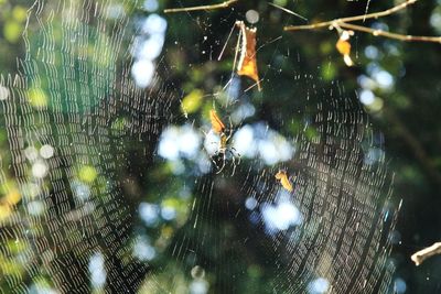 Close-up of wet spider web on plant