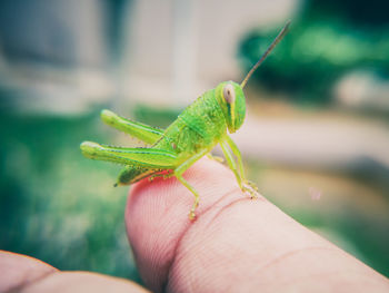 A macro shot of a grasshopper at a hand
