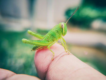 Close-up of hand holding green leaf