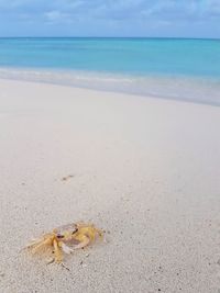 View of crab on beach