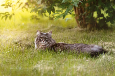 Portrait of cat on grass