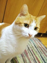 Close-up portrait of a cat at home