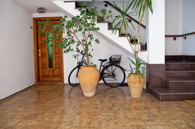 Potted plants outside house