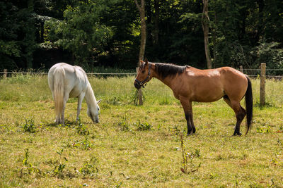 Horses in a field