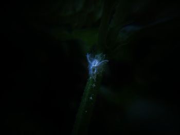 Close-up of flower against black background