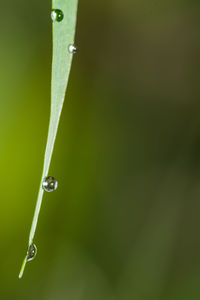 Close-up of water drops on grass blade