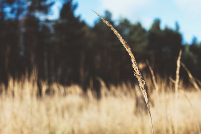 Close-up of crops on field