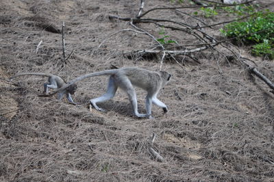Two cats on field