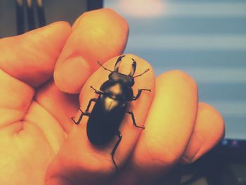 Close-up of hand holding insect