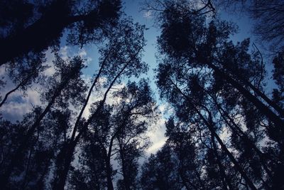 Low angle view of silhouette trees against sky