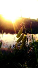 Close-up of water drops on spider web against plants