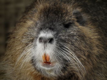 Close-up of animal eye