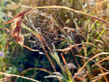 spider web