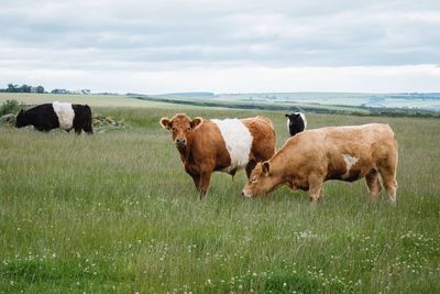 Cows on field against sky