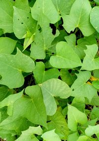 Full frame shot of green leaves