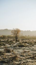 Trees on field against clear sky
