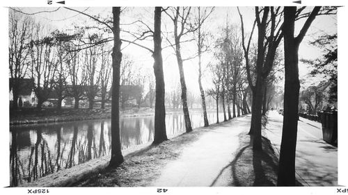 Bare trees in water