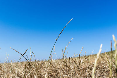 Plants on field against clear blue sky