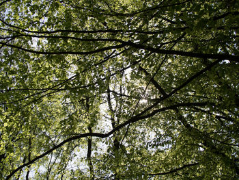 Low angle view of bamboo trees in forest