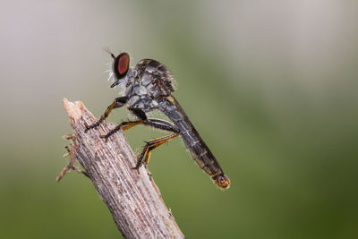 Close-up of insect on wood