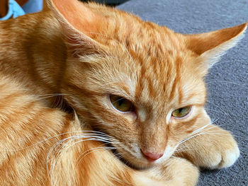 Close-up portrait of cat