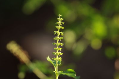 Close-up of plant growing outdoors