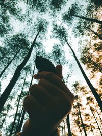 Low angle view of person holding plant against trees